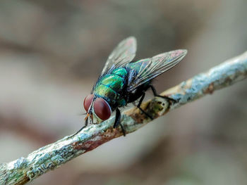 Close-up of fly on branch