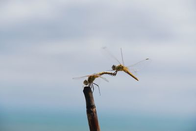 Close-up of insect on plant against sky