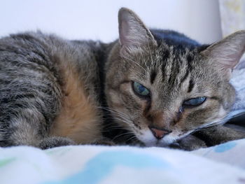 Close-up of cat resting on bed