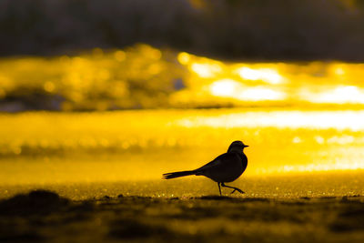 View of bird on land against sunset sky