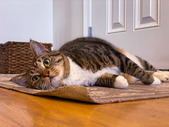 Close-up of cat lying on table