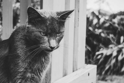 Close-up of a cat looking away