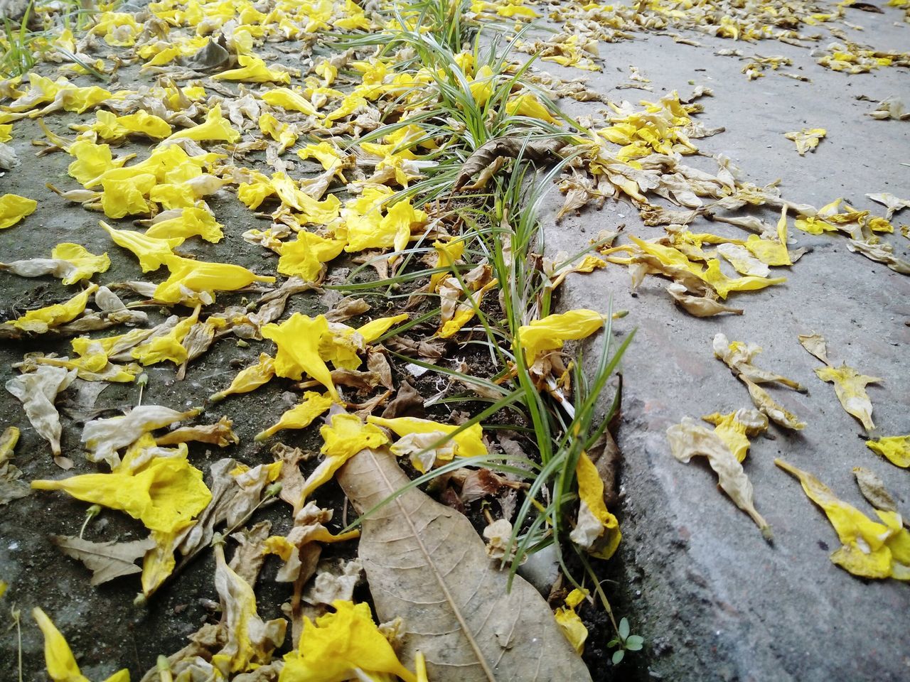 leaf, autumn, change, yellow, season, leaves, fallen, nature, dry, high angle view, tranquility, falling, beauty in nature, day, outdoors, field, abundance, street, no people, sunlight