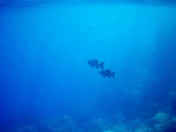 View of fishes swimming in sea