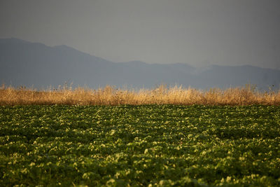 Scenic view of field against sky