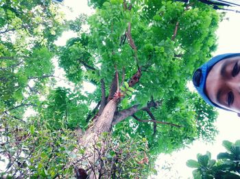 Low angle view of tree in forest