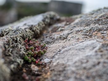 Surface level of moss and lichen growing on rock