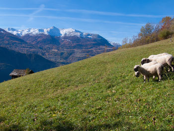 Scenic view of valais blacknose sheep on a grassy field in switzerland