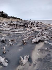 Driftwood on beach at whitefish point 