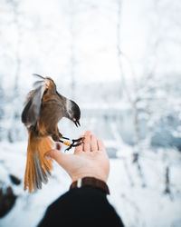 Bird perching on human hand outdoors