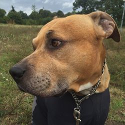 Close-up of dog on field