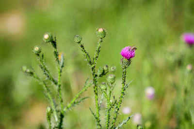 Pink and purple flowers of carduus nutans plant, known as musk or nodding plumeless thistle