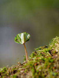 Close-up of rose bud growing on plant