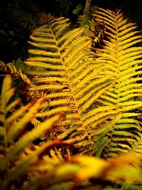 Close-up of fern leaves