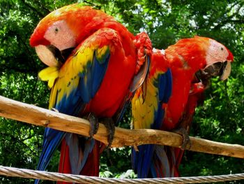 Close-up of parrot perching on tree
