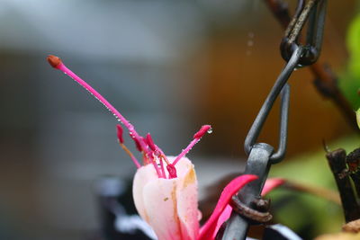 Close-up of pink flower by metal hook