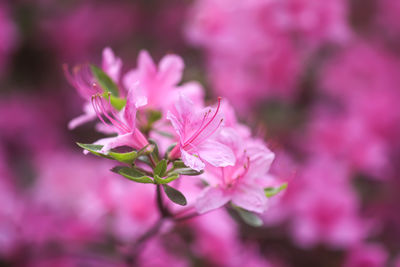 Close-up of pink flowering plant