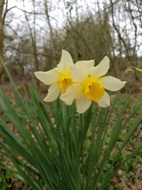 Close-up of yellow crocus blooming outdoors