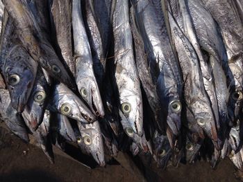 Full frame shot of tree trunk