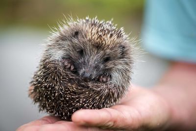 Hedgehog, wild, native, european hedgehog. 