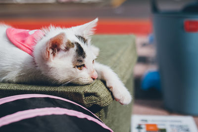 Close-up of a cat resting