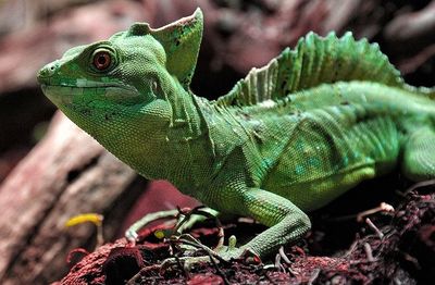 Close-up of lizard on leaf