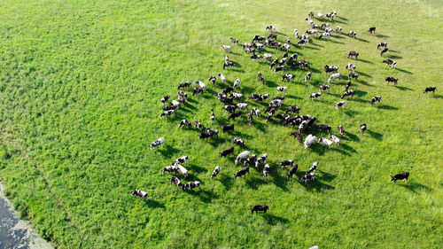 High angle view of crowd on field