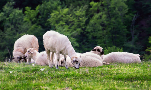 Sheep in a field