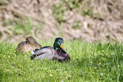 Pigeons on a field