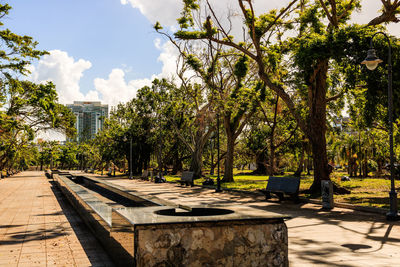 Trees and plants in park during sunny day