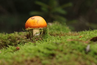 Close-up of orange mushroom growing on field