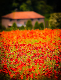 Close-up of red flowering plant on field