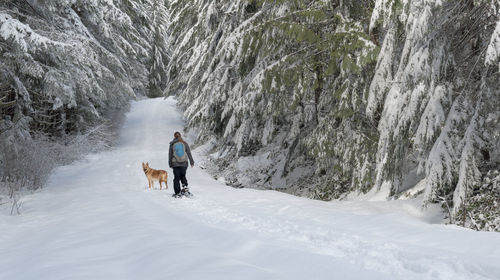 Rear view of woman hiking with dog on snow amidst trees in forest