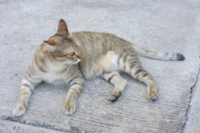 High angle view of a cat resting on footpath