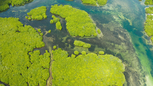 High angle view of green leaf on lake