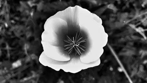 Close-up of white flower blooming outdoors