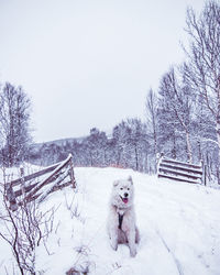 Dog on snow covered landscape during winter