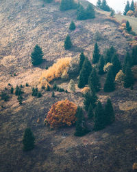 High angle view of pine tree