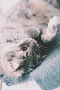 Close-up of cat resting on bed