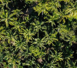 Aerial view of palms growing outdoors