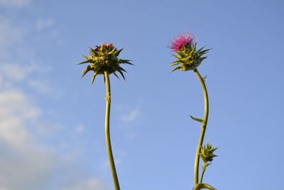 Low angle view of flowering plant against sky