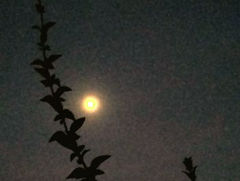 Low angle view of silhouette plant against sky during sunset