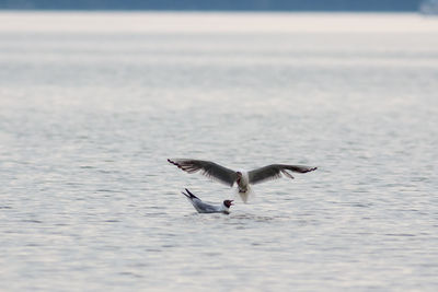 Seagull flying over sea