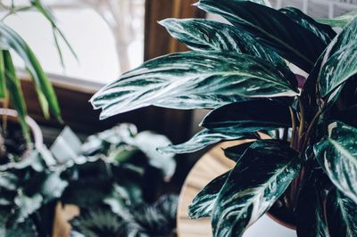 Close-up of plant against blurred background