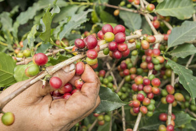 Close-up of red berries growing on plant