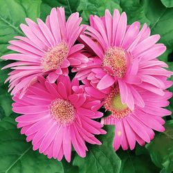 Close-up of pink flower