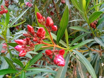 Close-up of red flowering plants on field