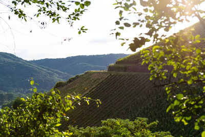 Scenic view of farm against sky