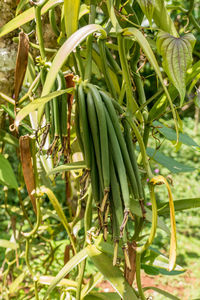 Close-up of vegetables