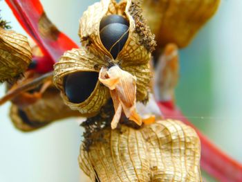 Close-up of bee on flower